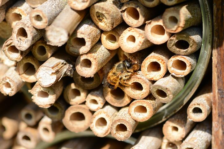 Les abeilles solitaires : 8 faits à connaître et une aide à l'identification